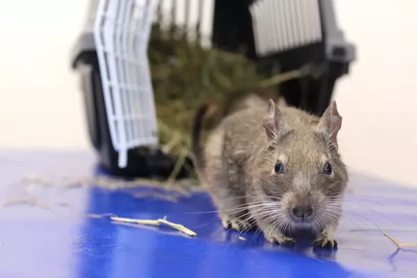 przychodnia-weterynaryjna-zwierzak-10