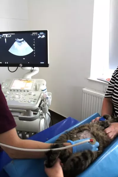 przychodnia-weterynaryjna-zwierzak-12